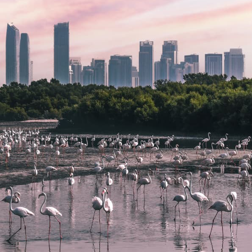 Ras Al Khor Wildlife Sanctuary